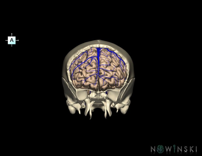 G8.T3.1-16.1-22.2_22.5.3.V1.C1.L0.Cerebrum-Intracranial_venous_system-Neurocranium-No_frontal_bone.tiff
