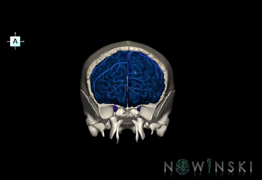 G8.T3.1-16.1-22.2 22.5.3.V1.C2.L0.Cerebrum-Intracranial venous system-Neurocranium-No frontal bone