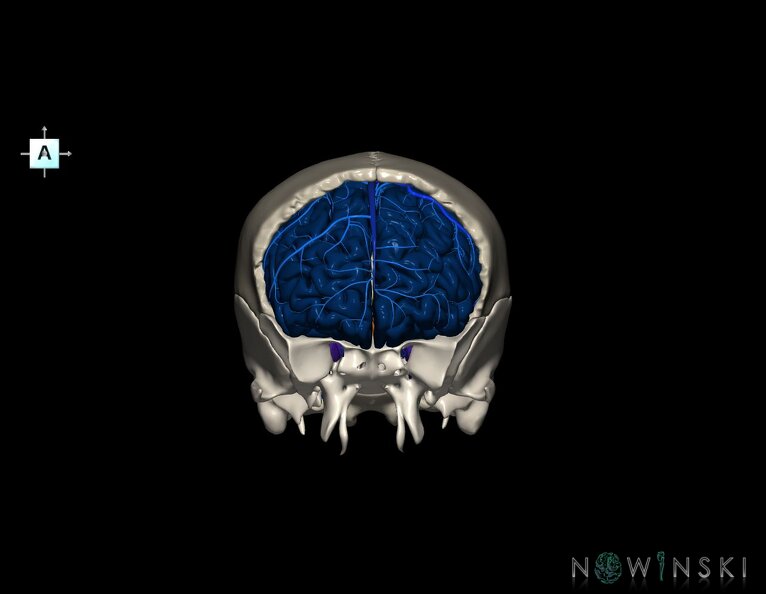 G8.T3.1-16.1-22.2_22.5.3.V1.C2.L0.Cerebrum-Intracranial_venous_system-Neurocranium-No_frontal_bone.tiff