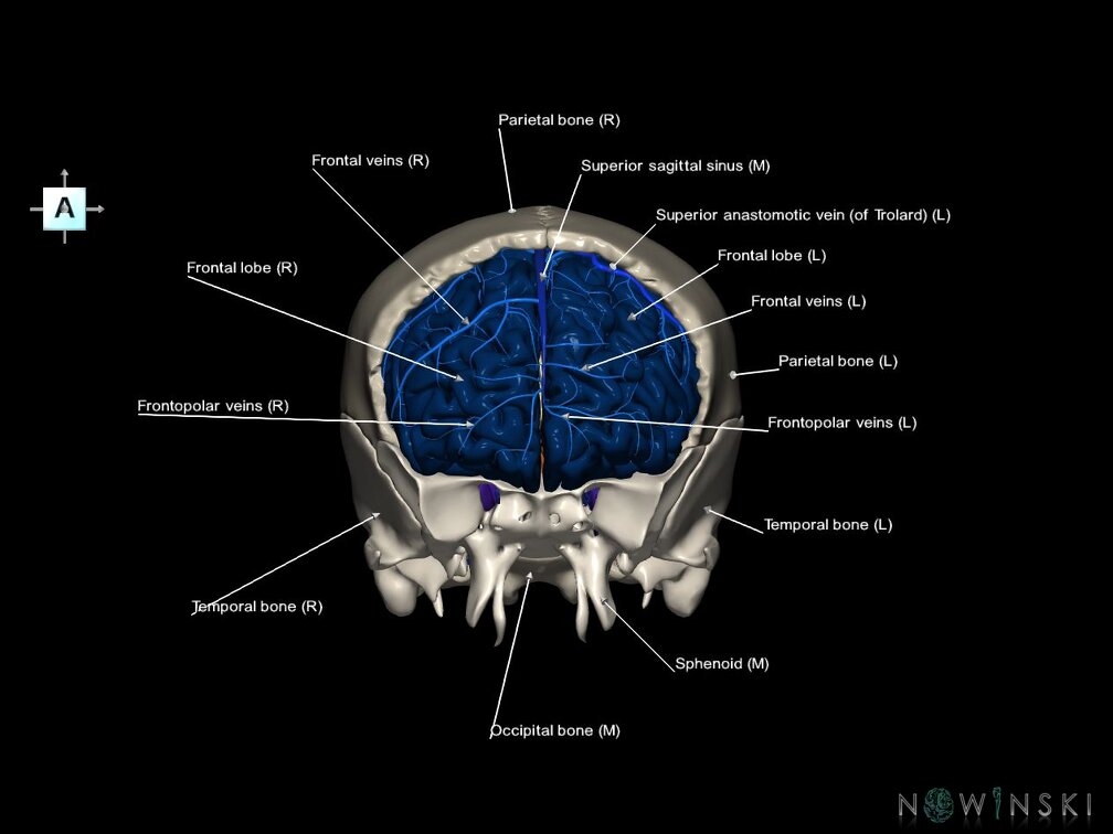 G8.T3.1-16.1-22.2 22.5.3.V1.C2.L1.Cerebrum-Intracranial venous system-Neurocranium-No frontal bone