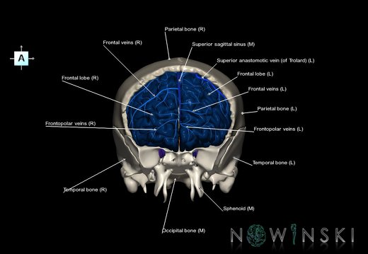 G8.T3.1-16.1-22.2 22.5.3.V1.C2.L1.Cerebrum-Intracranial venous system-Neurocranium-No frontal bone