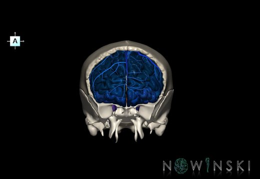 G8.T3.1-16.1-22.2 22.5.3.V1.C3-2.L0.Cerebrum-Intracranial venous system-Neurocranium-No frontal bone