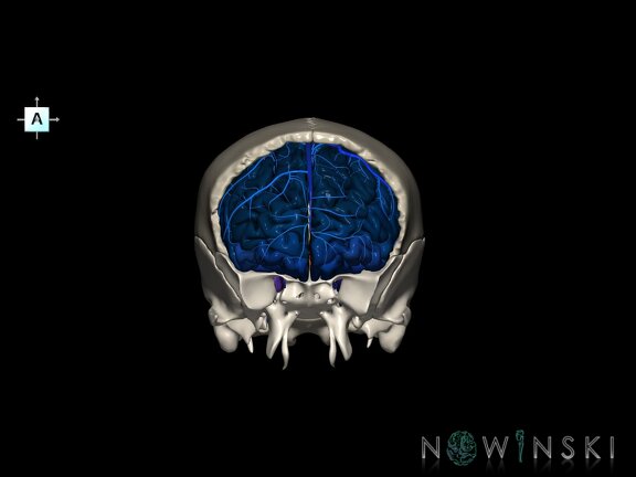 G8.T3.1-16.1-22.2 22.5.3.V1.C3-2.L0.Cerebrum-Intracranial venous system-Neurocranium-No frontal bone