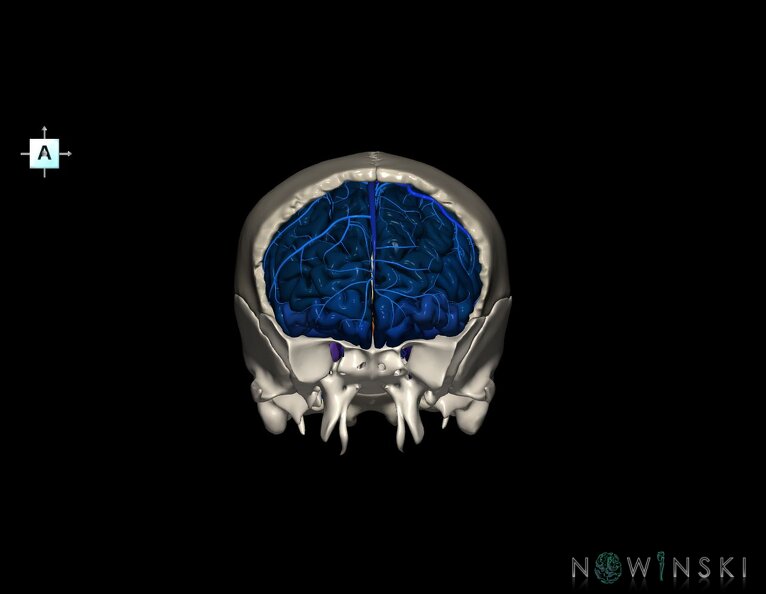 G8.T3.1-16.1-22.2_22.5.3.V1.C3-2.L0.Cerebrum-Intracranial_venous_system-Neurocranium-No_frontal_bone.tiff
