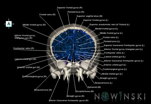 G8.T3.1-16.1-22.2 22.5.3.V1.C3-2.L1.Cerebrum-Intracranial venous system-Neurocranium-No frontal bone