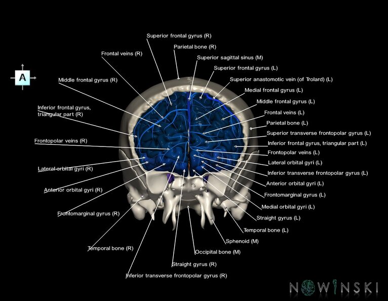 G8.T3.1-16.1-22.2_22.5.3.V1.C3-2.L1.Cerebrum-Intracranial_venous_system-Neurocranium-No_frontal_bone.tiff