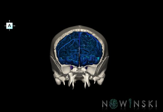 G8.T3.1-16.1-22.2 22.5.3.V1.C4-2.L0.Cerebrum-Intracranial venous system-Neurocranium-No frontal bone