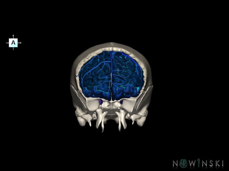 G8.T3.1-16.1-22.2 22.5.3.V1.C4-2.L0.Cerebrum-Intracranial venous system-Neurocranium-No frontal bone