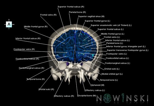 G8.T3.1-16.1-22.2 22.5.3.V1.C4-2.L1.Cerebrum-Intracranial venous system-Neurocranium-No frontal bone