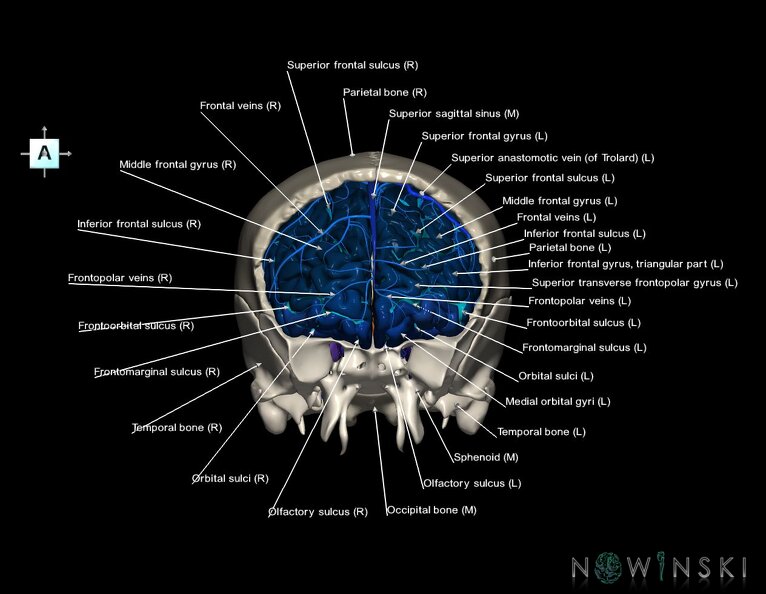 G8.T3.1-16.1-22.2_22.5.3.V1.C4-2.L1.Cerebrum-Intracranial_venous_system-Neurocranium-No_frontal_bone.tiff