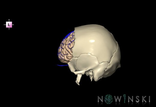 G8.T3.1-16.1-22.2 22.5.3.V2.C1.L0.Cerebrum-Intracranial venous system-Neurocranium-No frontal bone