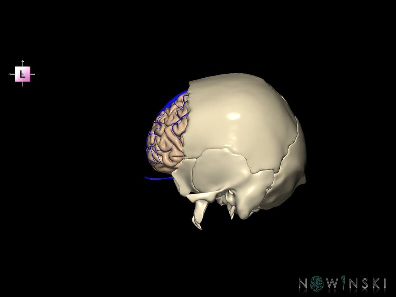 G8.T3.1-16.1-22.2 22.5.3.V2.C1.L0.Cerebrum-Intracranial venous system-Neurocranium-No frontal bone