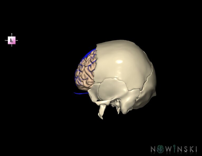 G8.T3.1-16.1-22.2_22.5.3.V2.C1.L0.Cerebrum-Intracranial_venous_system-Neurocranium-No_frontal_bone.tiff