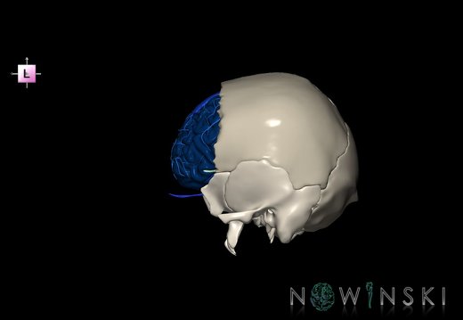 G8.T3.1-16.1-22.2 22.5.3.V2.C2.L0.Cerebrum-Intracranial venous system-Neurocranium-No frontal bone