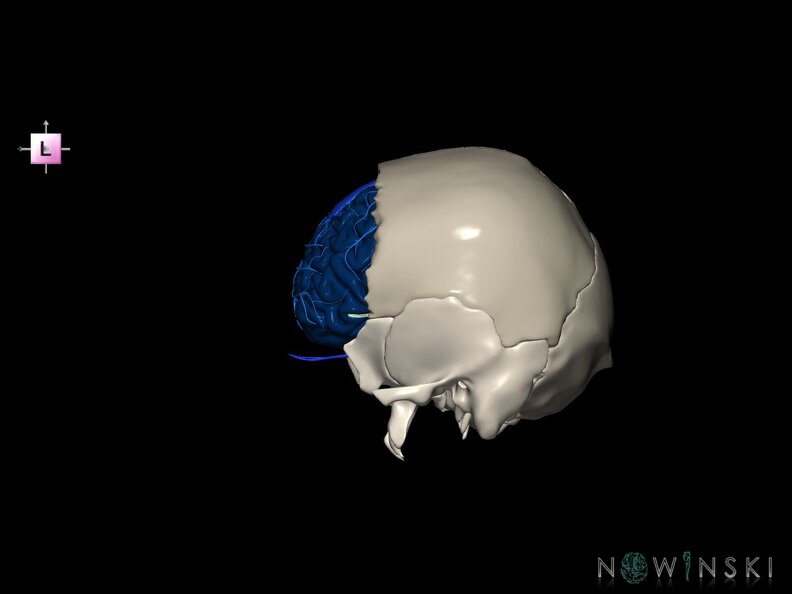 G8.T3.1-16.1-22.2 22.5.3.V2.C2.L0.Cerebrum-Intracranial venous system-Neurocranium-No frontal bone