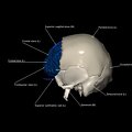G8.T3.1-16.1-22.2 22.5.3.V2.C2.L1.Cerebrum-Intracranial venous system-Neurocranium-No frontal bone