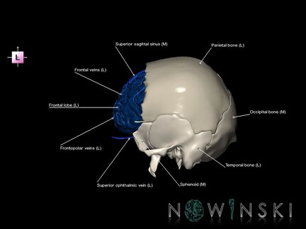 G8.T3.1-16.1-22.2 22.5.3.V2.C2.L1.Cerebrum-Intracranial venous system-Neurocranium-No frontal bone