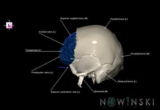 G8.T3.1-16.1-22.2 22.5.3.V2.C2.L1.Cerebrum-Intracranial venous system-Neurocranium-No frontal bone