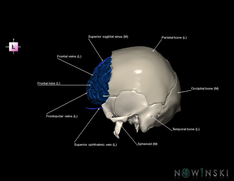 G8.T3.1-16.1-22.2_22.5.3.V2.C2.L1.Cerebrum-Intracranial_venous_system-Neurocranium-No_frontal_bone.tiff