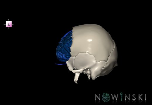 G8.T3.1-16.1-22.2 22.5.3.V2.C3-2.L0.Cerebrum-Intracranial venous system-Neurocranium-No frontal bone