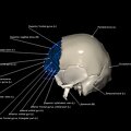G8.T3.1-16.1-22.2 22.5.3.V2.C3-2.L1.Cerebrum-Intracranial venous system-Neurocranium-No frontal bone