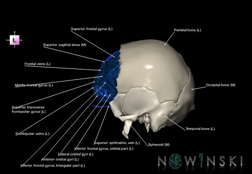 G8.T3.1-16.1-22.2 22.5.3.V2.C3-2.L1.Cerebrum-Intracranial venous system-Neurocranium-No frontal bone