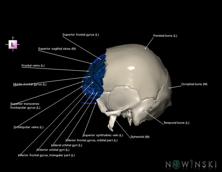G8.T3.1-16.1-22.2_22.5.3.V2.C3-2.L1.Cerebrum-Intracranial_venous_system-Neurocranium-No_frontal_bone.tiff