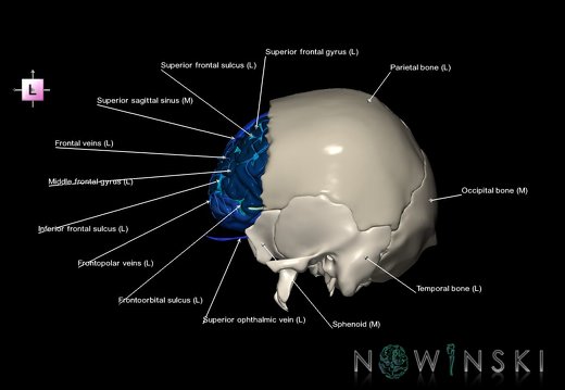 G8.T3.1-16.1-22.2 22.5.3.V2.C4-2.L1.Cerebrum-Intracranial venous system-Neurocranium-No frontal bone