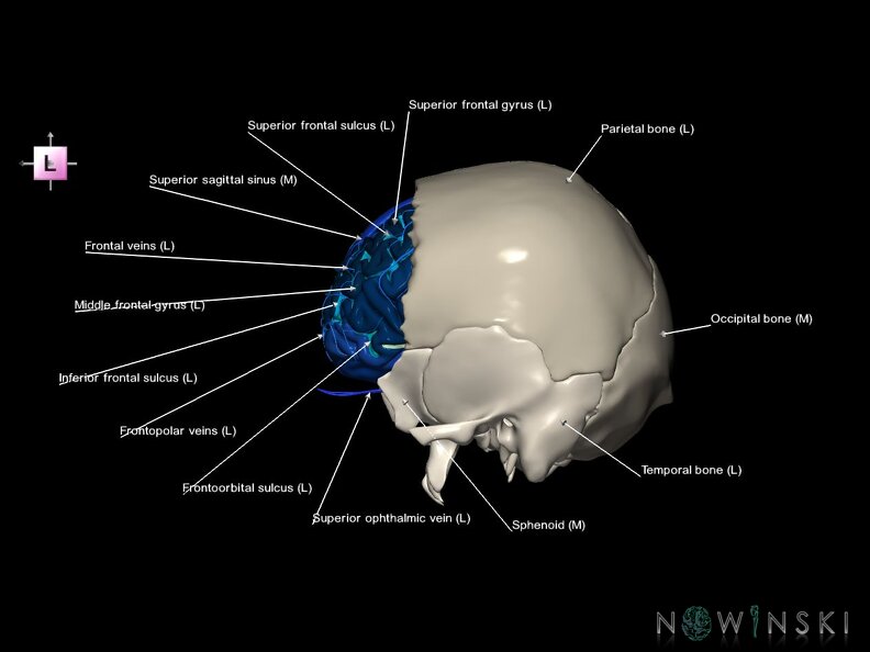 G8.T3.1-16.1-22.2 22.5.3.V2.C4-2.L1.Cerebrum-Intracranial venous system-Neurocranium-No frontal bone