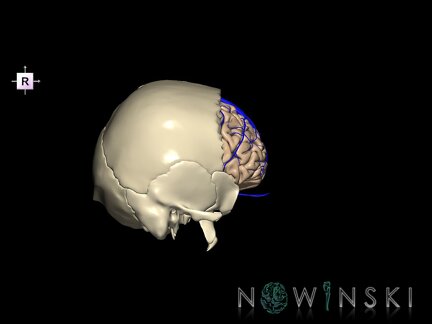 G8.T3.1-16.1-22.2 22.5.3.V4.C1.L0.Cerebrum-Intracranial venous system-Neurocranium-No frontal bone