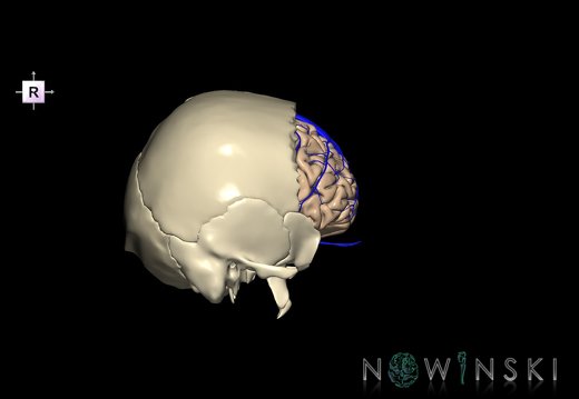 G8.T3.1-16.1-22.2 22.5.3.V4.C1.L0.Cerebrum-Intracranial venous system-Neurocranium-No frontal bone