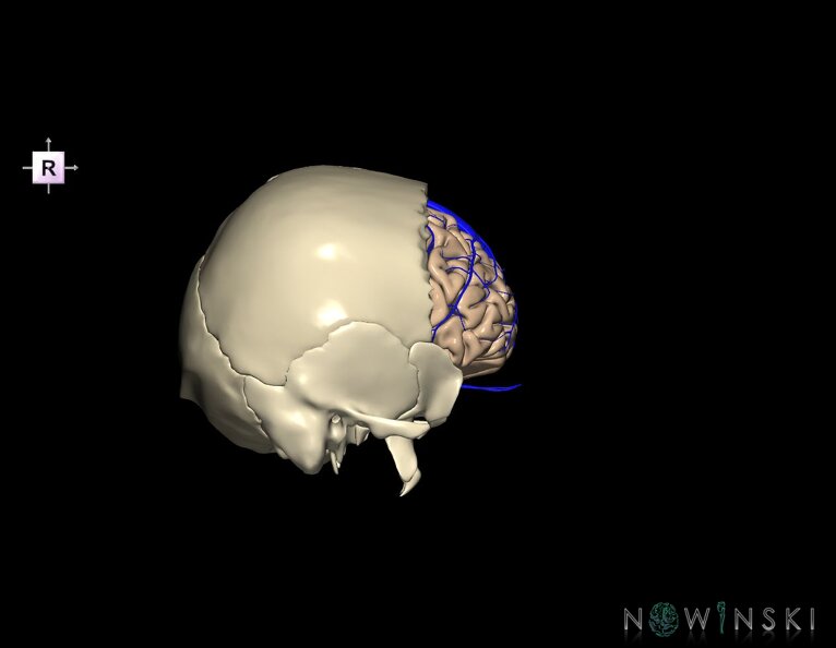 G8.T3.1-16.1-22.2_22.5.3.V4.C1.L0.Cerebrum-Intracranial_venous_system-Neurocranium-No_frontal_bone.tiff