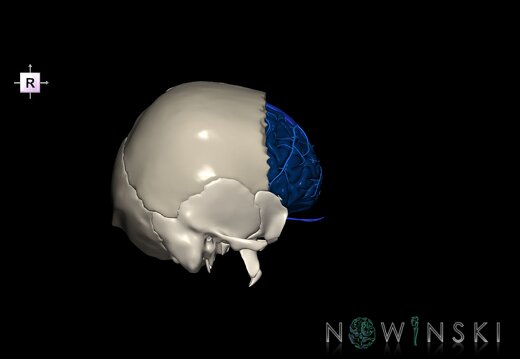 G8.T3.1-16.1-22.2 22.5.3.V4.C2.L0.Cerebrum-Intracranial venous system-Neurocranium-No frontal bone