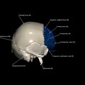 G8.T3.1-16.1-22.2 22.5.3.V4.C2.L1.Cerebrum-Intracranial venous system-Neurocranium-No frontal bone
