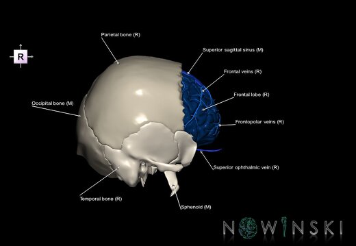 G8.T3.1-16.1-22.2 22.5.3.V4.C2.L1.Cerebrum-Intracranial venous system-Neurocranium-No frontal bone