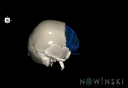 G8.T3.1-16.1-22.2 22.5.3.V4.C3-2.L0.Cerebrum-Intracranial venous system-Neurocranium-No frontal bone