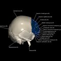 G8.T3.1-16.1-22.2 22.5.3.V4.C3-2.L1.Cerebrum-Intracranial venous system-Neurocranium-No frontal bone
