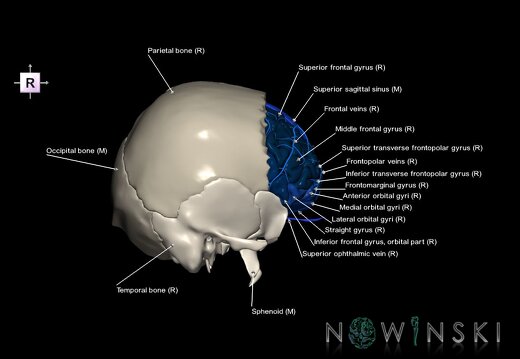 G8.T3.1-16.1-22.2 22.5.3.V4.C3-2.L1.Cerebrum-Intracranial venous system-Neurocranium-No frontal bone
