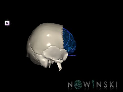 G8.T3.1-16.1-22.2 22.5.3.V4.C4-2.L0.Cerebrum-Intracranial venous system-Neurocranium-No frontal bone