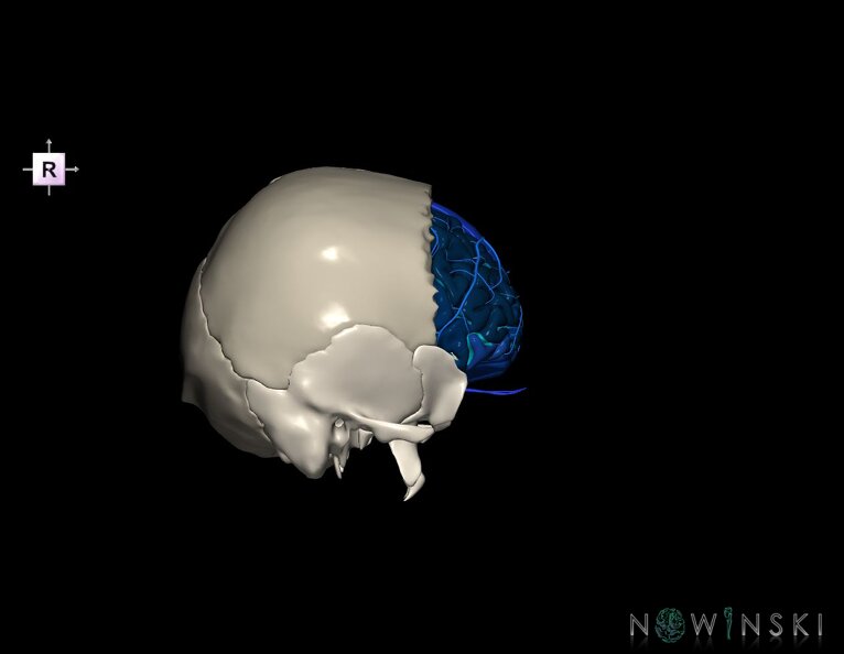 G8.T3.1-16.1-22.2_22.5.3.V4.C4-2.L0.Cerebrum-Intracranial_venous_system-Neurocranium-No_frontal_bone.tiff
