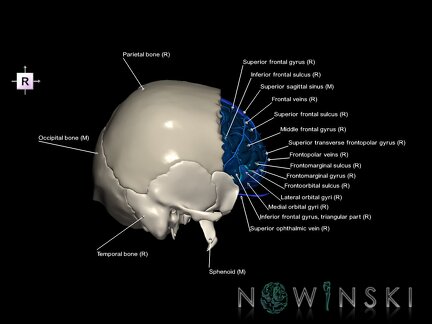 G8.T3.1-16.1-22.2 22.5.3.V4.C4-2.L1.Cerebrum-Intracranial venous system-Neurocranium-No frontal bone