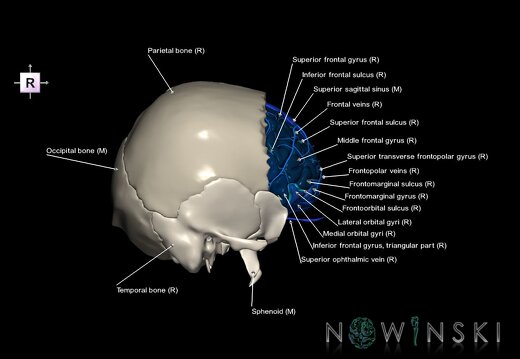 G8.T3.1-16.1-22.2 22.5.3.V4.C4-2.L1.Cerebrum-Intracranial venous system-Neurocranium-No frontal bone