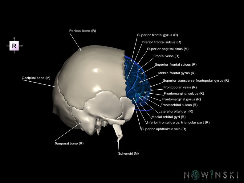 G8.T3.1-16.1-22.2 22.5.3.V4.C4-2.L1.Cerebrum-Intracranial venous system-Neurocranium-No frontal bone
