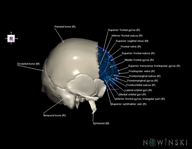 G8.T3.1-16.1-22.2_22.5.3.V4.C4-2.L1.Cerebrum-Intracranial_venous_system-Neurocranium-No_frontal_bone.tiff