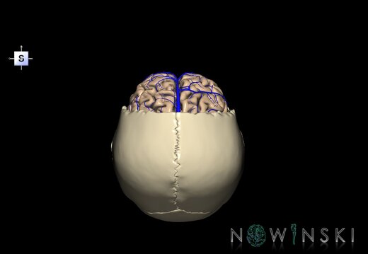 G8.T3.1-16.1-22.2 22.5.3.V5.C1.L0.Cerebrum-Intracranial venous system-Neurocranium-No frontal bone