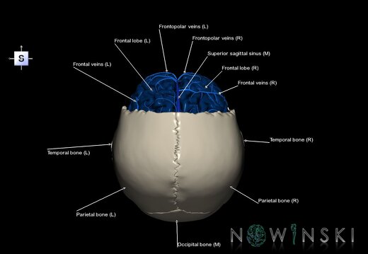G8.T3.1-16.1-22.2 22.5.3.V5.C2.L1.Cerebrum-Intracranial venous system-Neurocranium-No frontal bone