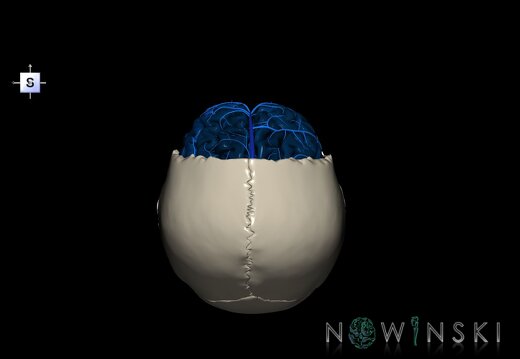 G8.T3.1-16.1-22.2 22.5.3.V5.C3-2.L0.Cerebrum-Intracranial venous system-Neurocranium-No frontal bone