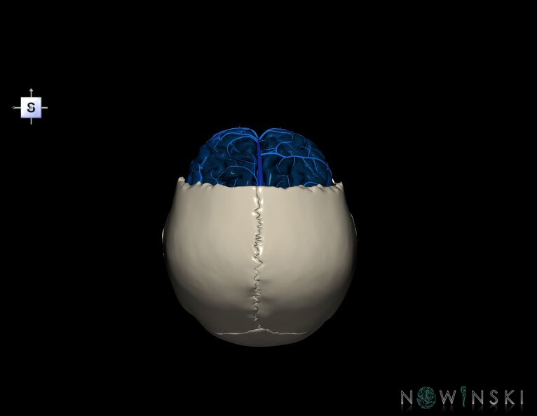 G8.T3.1-16.1-22.2_22.5.3.V5.C3-2.L0.Cerebrum-Intracranial_venous_system-Neurocranium-No_frontal_bone.tiff