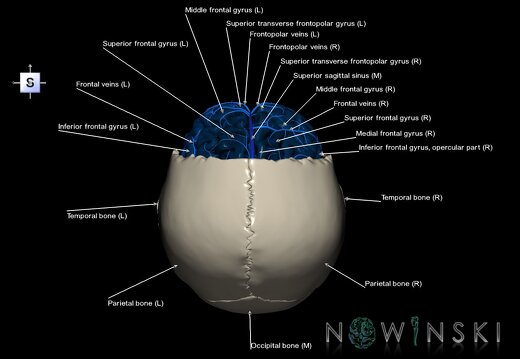 G8.T3.1-16.1-22.2 22.5.3.V5.C3-2.L1.Cerebrum-Intracranial venous system-Neurocranium-No frontal bone