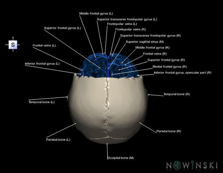 G8.T3.1-16.1-22.2_22.5.3.V5.C3-2.L1.Cerebrum-Intracranial_venous_system-Neurocranium-No_frontal_bone.tiff